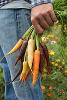 Man holding freshly harvested carrots in different colours