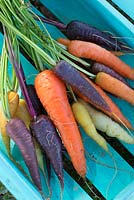 Freshly harvested carrots in different colours in wooden crate