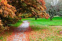 The Maple Walk - John F Kennedy Arboretum, New Ross, Co. Wexford, Ireland. Established 1968. Managed by the Office of Public Works
