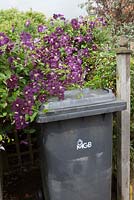 Wheely bin shelter with Clematis 'Etoile Violette'