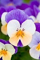 Viola cornuta - 'Rocky Peach Jump Up' - Winter flowering pansy