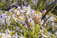 Tulipa 'Tarda' and white perennials behind