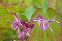 Epimedium grandiflorum 'Lilafee' - Barrenwort, May