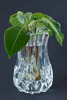 Impatiens niamniamensis Balsam - Busy Lizzie - Rooting cuttings in water, May