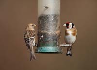 Goldfinch and Redpoll on niger seed feeder