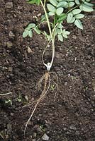 Aegopodium podogrria - Ground elder plant, showing roots