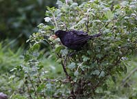 Turdus merula - Blackbird male in gooseberry bush with gooseberry