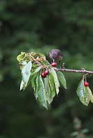 Turdus merula - Blackbird juvenile eating cherry in cherry tree