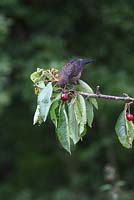 Turdus merula - Blackbird juvenile eating cherry
