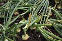 Allium cepa 'Stuttgarter Giant' 