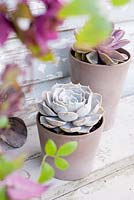 Succulents in small pots 