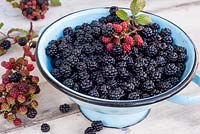 Harvested Rubus fruitcosus - blackberries in old blue enamel colander