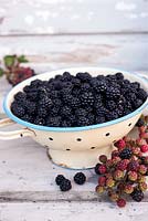 Harvested Rubus fruitcosus - blackberries in old cream enamel colander