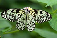 Paper Kite butterfly - Idea Leucomae 