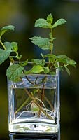 Mint cutting rooting in water. 