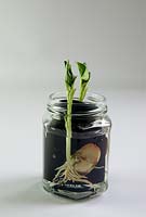 Growing broad bean seeds in glass jar