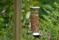 Greater Spotted Woodpecker on bird feeder