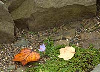 Colchicum autumnale - Autumn crocus on rockery with fallen leaves of Liriodendron