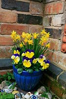 Blue and yellow themed Spring pot against a warm wall. Dwarf daffodils, Narcissus 'Tete-a-tete' with Pansies, Viola x wittrockiana 'Morpheus' in a blue glazed pot with broken crockery around the base