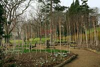 Betula utilis var. jacquemontii underplanted with Puschkinia scilloides var. libanotica, Helleborus argutifolius and snowdrops and backed by yellow stemmed dogwoods. Winter Garden, Ragley Hall