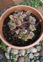 Heucherella 'Stoplight' after the old faded leaves have been trimmed off - 3 Step project. Rejuvenating a pot grown perennial. Step 2 - Container grown x 