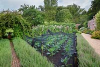 Vegetables and sweet peas growing in the Walled Garden, Highgrove August 2012. 