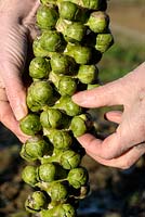 Picking Brussels Sprouts from stalk in winter