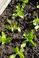 Lactuca sativa 'Novappia' - Lettuce seedlings with organic slug and snails pellets