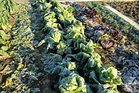 Vegetable garden in winter with rows of Salads with frost in winter