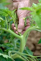Pinching out Tomato side shoots to encourage bushy growth 