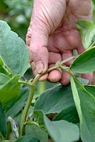 Vicia faba - Pinching out Broad Beans