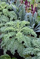 Brassica - Curly Kale 'Westland Winter' with Cabbage 'Nero di Toscana' and Amaranthus foreground in fall vegetable garden