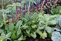 Swiss Chard with Cabbages and Amaranthus