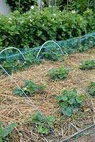 Strawberry growing with straw mulch and protected by nylon netting with potatoes in flower background