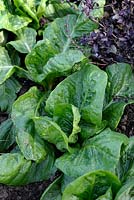 Cichorium intybus 'Grumolo Verde' - Chicory