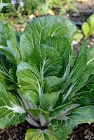 Brassica campestris var. chinensis - Chinese Cabbage Pak Choi 'Joi Choi'