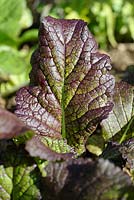 Brassica juncea 'Red Giant' - Chinese Mustard 