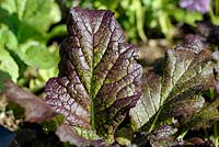 Brassica juncea 'Red Giant' - Chinese Mustard 