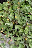 Acmella oleracea syn. Spilanthes oleracea - Paracress 'Peek A Boo'