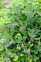 Stachys officinalis syn. Betonica officinalis - Purple Betony
