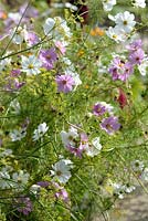 Fennel growing in seeds with Cosmos sonata in autumn