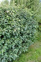 Elaeagnus x ebbingei hedge