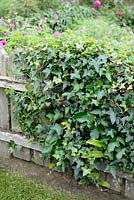 Hedera helix - Ivy climbing on wooden fence