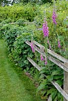 Wooden fence with Digitalis purpurea and Humulus lupulus