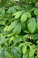 Aesculus parviflora leaves in spring