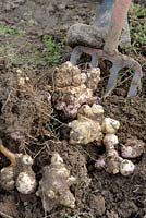 Helianthus tuberosus - Harvesting Jerusalem Artichoke 'Fuseau'
