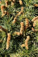 Cedrus deodara 'Pendula' - Himalayan Cedar male cones