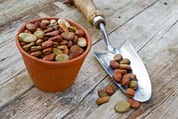 Broad bean seed, various varieties in terracotta flowerpot with garden trowel