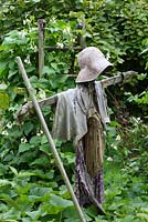 Rustic scarecrow in vegetable garden, Phaseolus coccineus 'White Lady' climbing up rustic wooden ladder