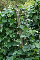 Phaseolus coccineus 'White Lady' - Runner beans climbing up rustic wooden step ladder